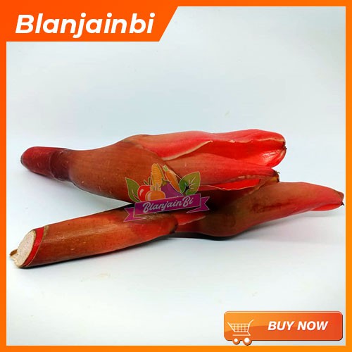 

Kecombrang / Honje Bandung Area