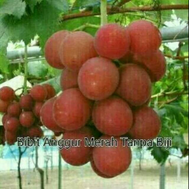 Bibit anggur merah tanpa biji jumbo