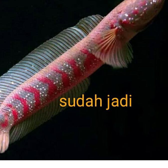 

Langsung Kirim ikan gabus hias channa asiatica rs pure SF5++