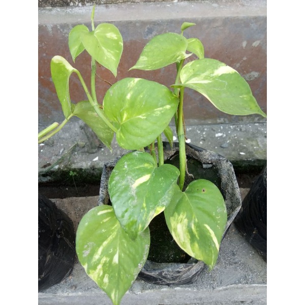 sirih gading 5 batang, panjang +/-15cm