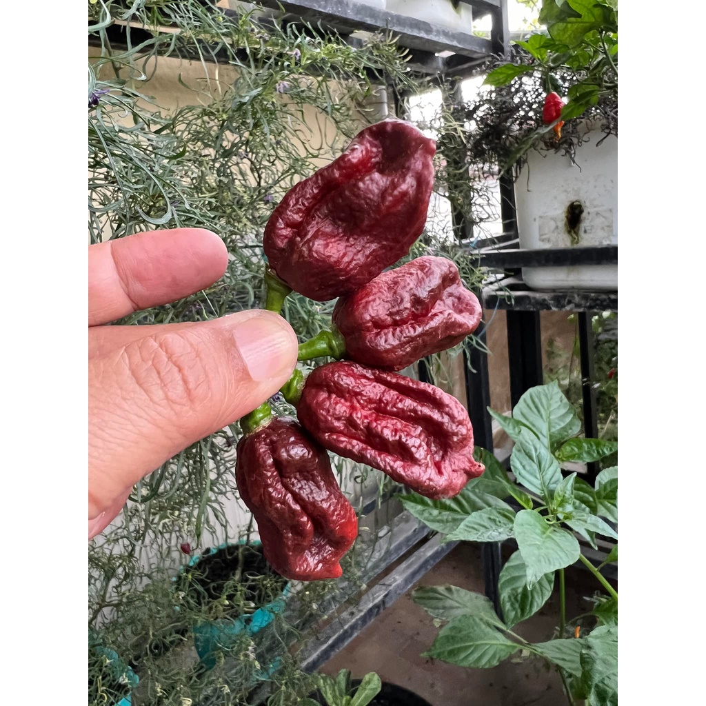 Benih Bibit Biji - Cabai 7 Pot Douglah Cabe Super Pedas Pepper Seeds