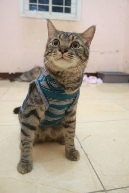 Kaos strip biru abu keren untuk kucing dan anjing / baju kucing murah size S M L XL