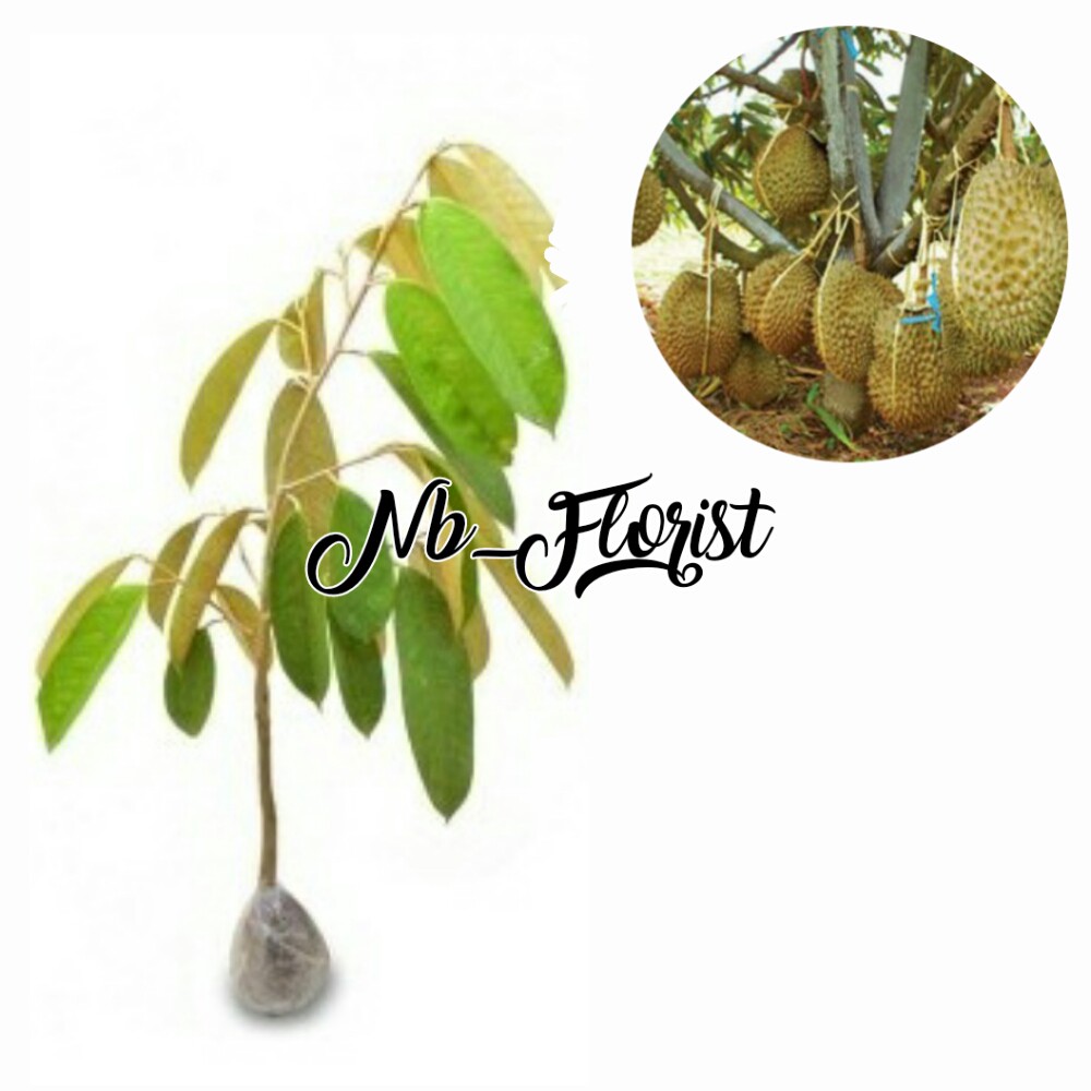 bibit buah durian bawor