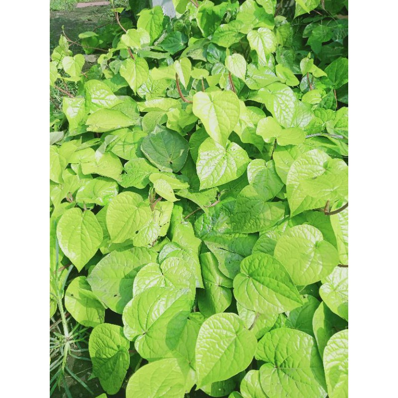 

Daun Sirih Hijau Segar Per Lembar