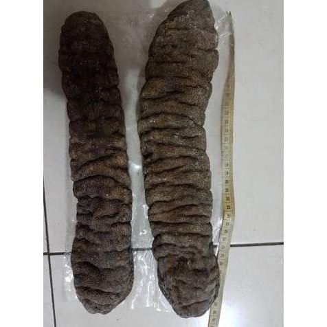 

Dijual 2Pc Teripang Jumbo Panjang 36Cm. Haisom Belitung Terlaris