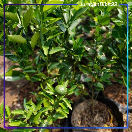 Bibit jeruk santang madu berbuah sudah besar