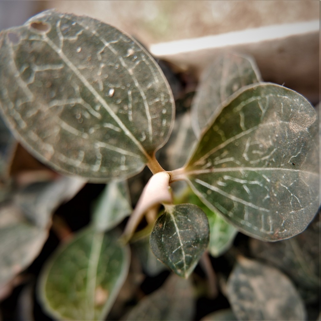 Tanaman hias bunga jewel orchid anoectohillus