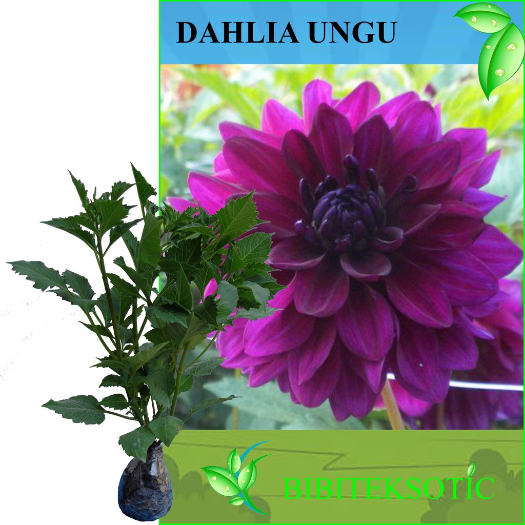 Gambar Animasi Bunga Dahlia Gambar Bunga HD