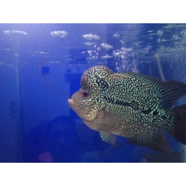 Ikan Louhan Cencu size 15cm up, body kotak, marking, muntiara tebal, jenong, cross head