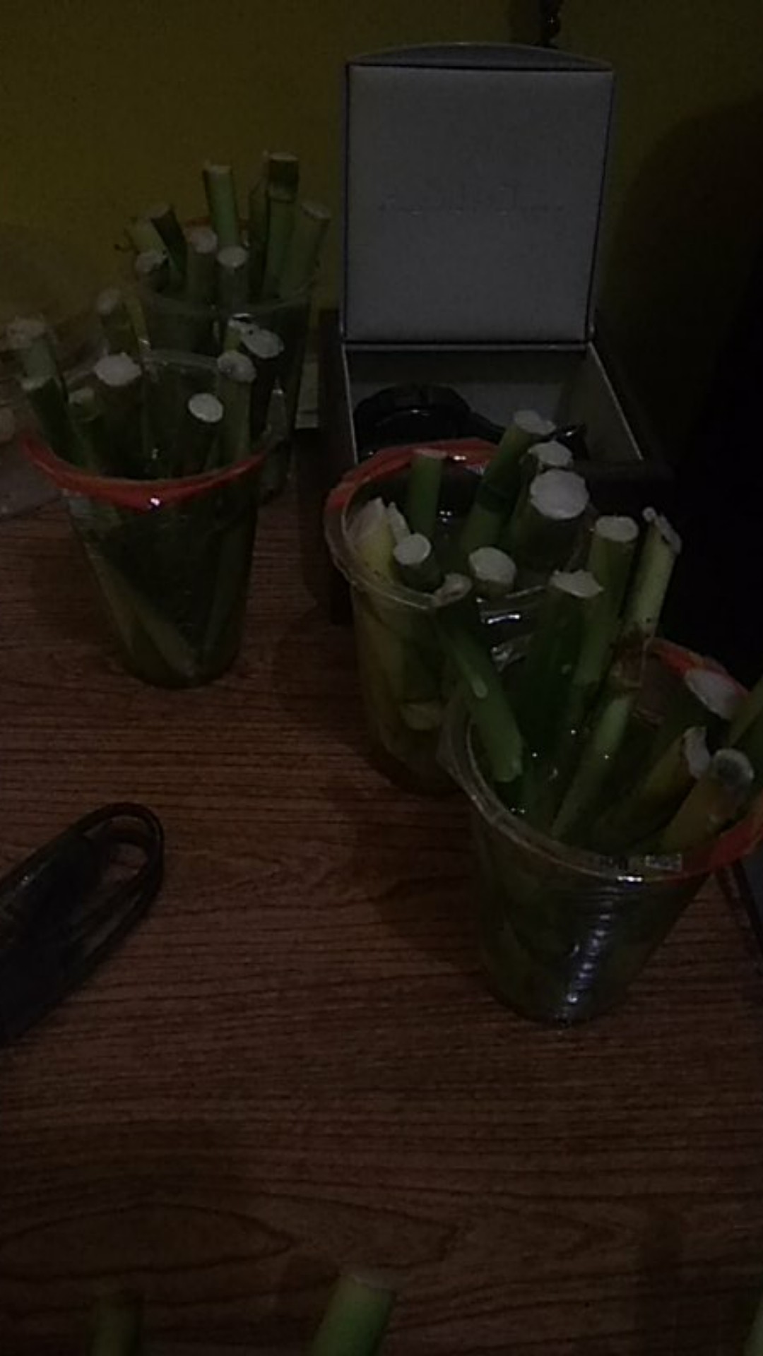 Bambu Hoki, Bamboo Hokky, Lucky Bamboo, Sri Rezeki Atau Varigata