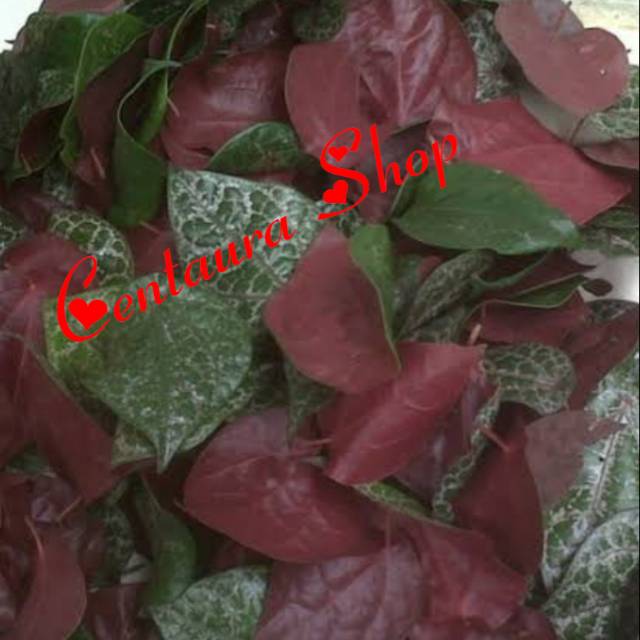 

Sirih Merah Herbal Segar 100gr