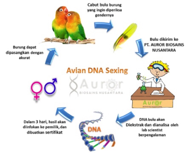 Lovebird Dna Sexing Cek Dna Jenis Kelamin Burung Lovebird Termasuk Id Card Burung Indonesia