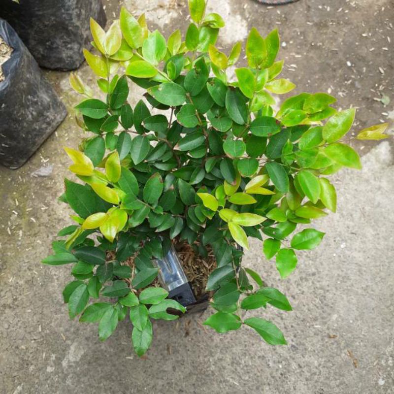 Bibit Anggur Brazil - anggur Brazil