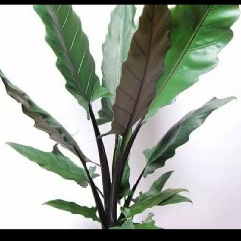 Tanaman hias keladi keris papua - keladi papua