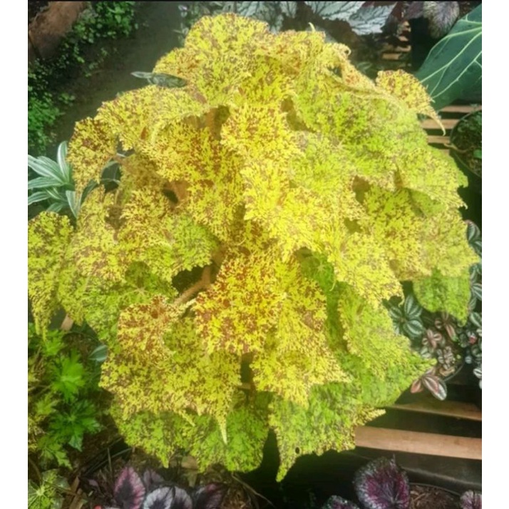 tanaman hias begonia marmaduke dewasa rimbun