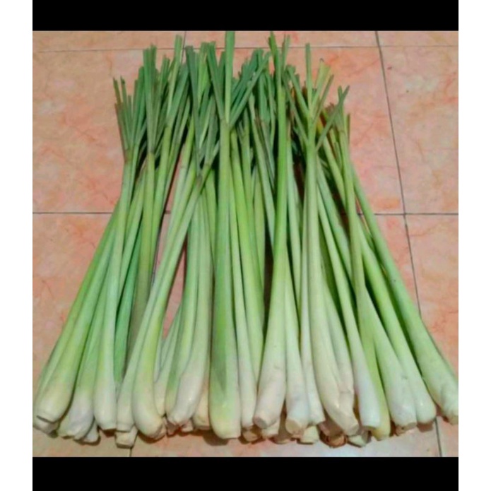 

Sereh herbal / Serai fresh 250 gr Buat Masak / Siap tanam