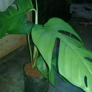 Bonggol Monstera Ekor Naga Murah Shopee Indonesia