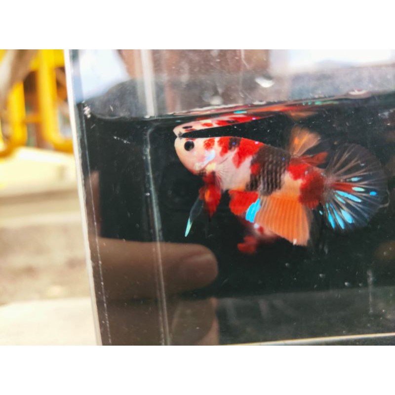 

cupang hias siap breed