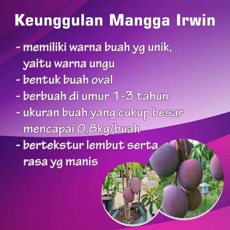 Bibit mangga irwin promo dapat 5 pohon