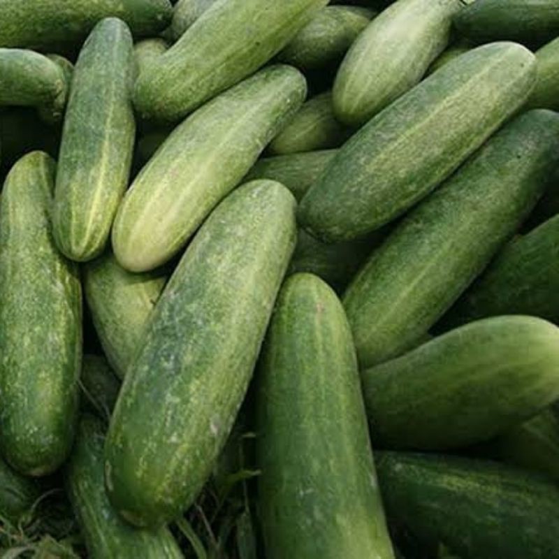 

timun segar 500gr - 1kg