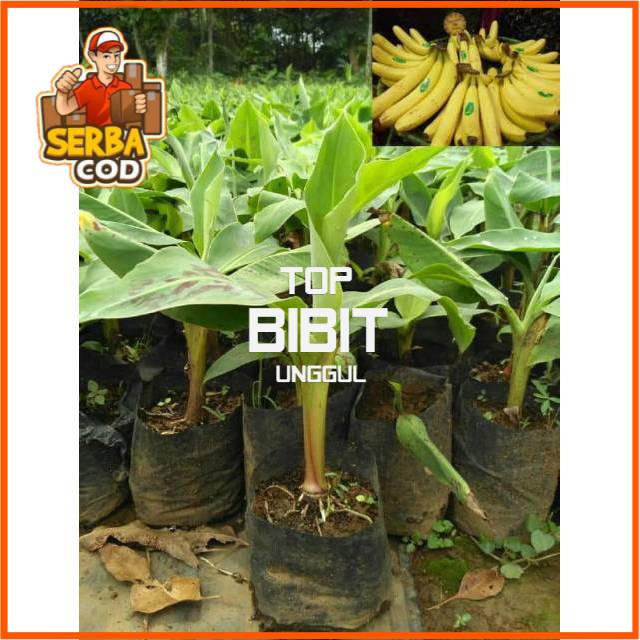 

PROMO DISKON 4 POHON PISANG CAVENDISH SUPER