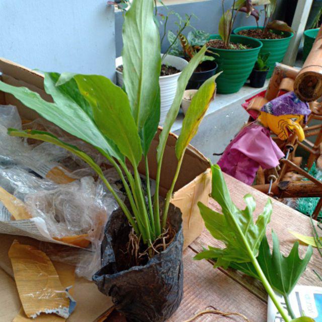 New Produck!! Tanaman Hias Peace Lili - Pohon Sepatu Flum - Peace