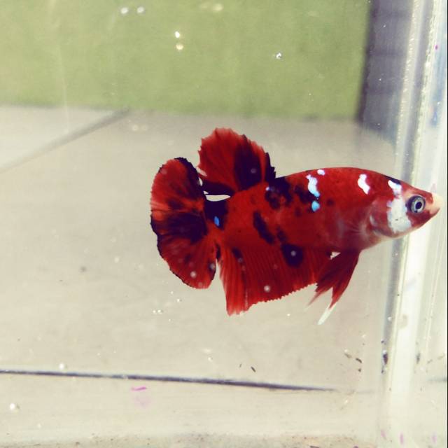 

Cupang koi