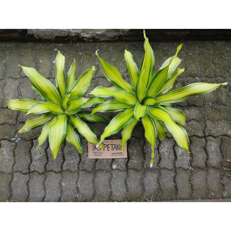dracaena fragrans var