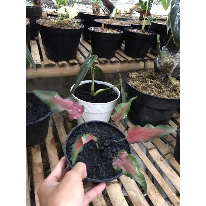 keladi/caladium keris