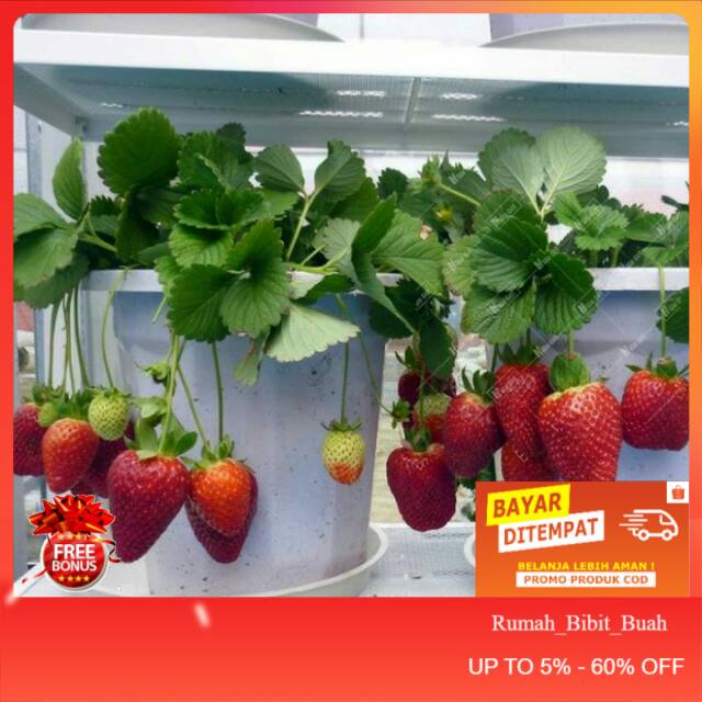 Bibit buah strawberry jumbo