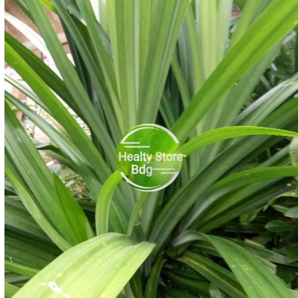 

Daun Pandan Segar Per 10 Lembar