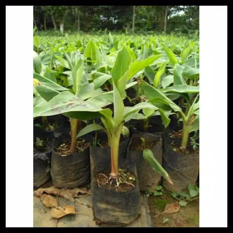 

pohon pisang lampung