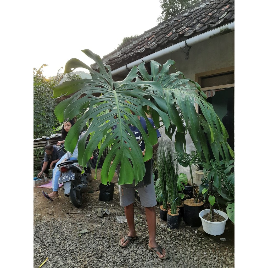 Monstera Deliciosa King Bonggolan Shopee  Indonesia Monstera Deliciosa King Bonggolan Shopee  Indonesia