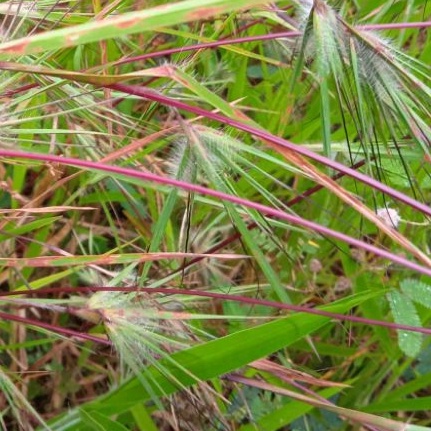 Rumput Merakan Rumput Bulu Perindu Atau Rumput Bujang 500 gram