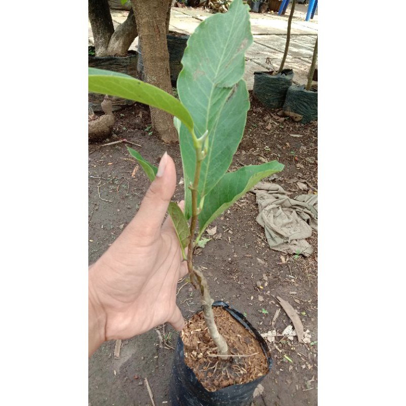 Bibit Bunga Kantil Merah Okulasi