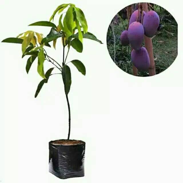 Bibit Mangga Irwin sawo jumbo dan jambu kristal berbunga
