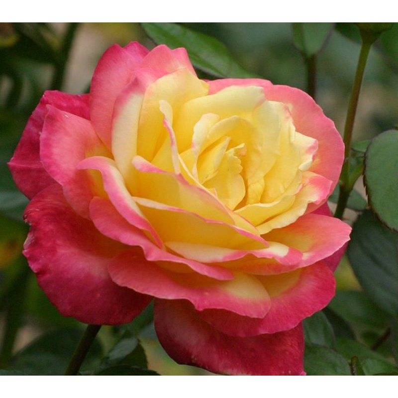 Tanaman Bunga Mawar Import Summer Of Love