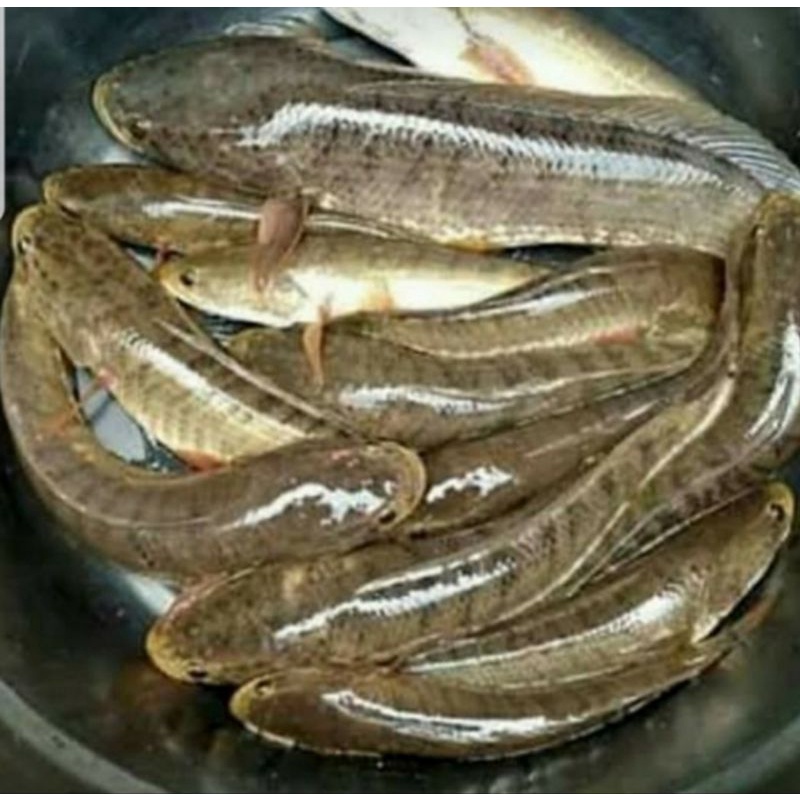 

ikan gabus hidup 1 kg ( isi 1-4 )