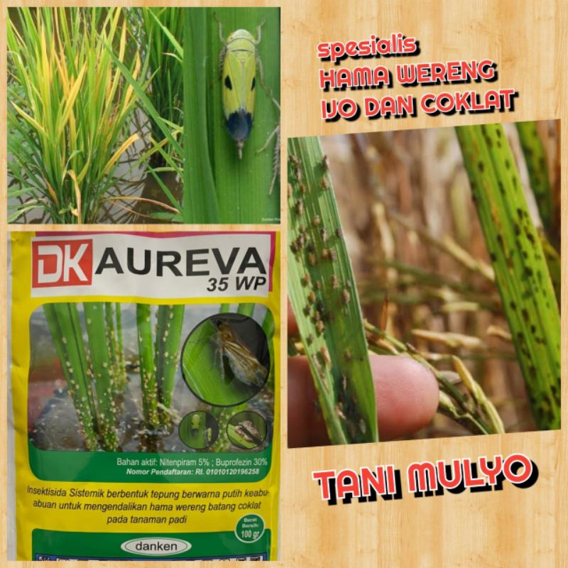 DK AUREVA 35 100 GR WP NITENPIRAM 5% + BUPROFEZIN 30% UNTUK TRIPS DAN WERENG