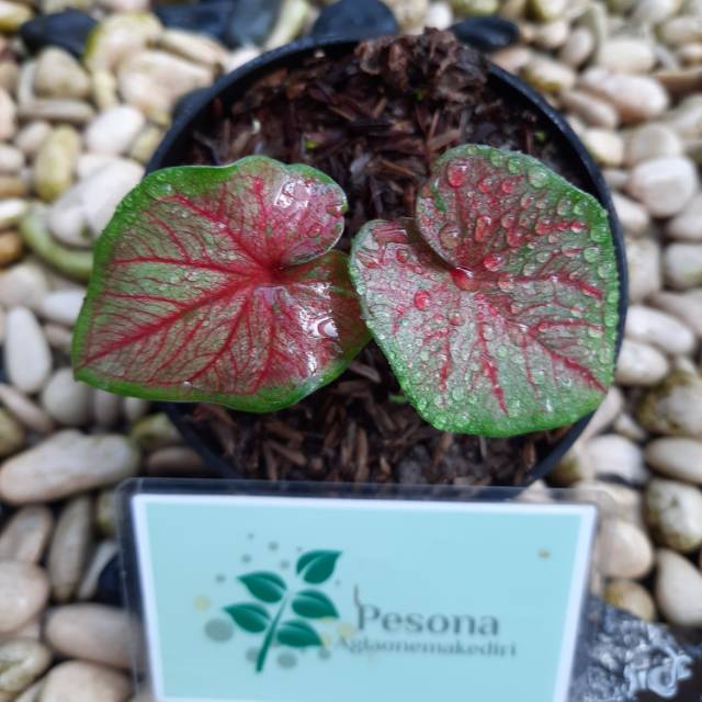 Caladium Keladi Thailand Red Stardust Tanaman Hias Bibit Shopee Indonesia