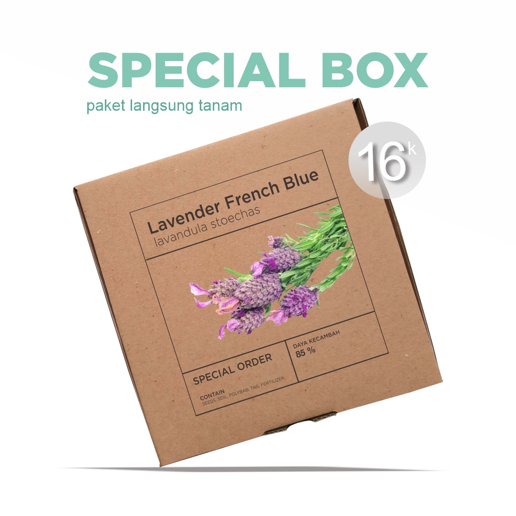 Paket Langsung Tanam - Gardening Kit - SPECIAL BOX - Benih Bunga Lavender French Blue Lavandula stoechas Flower Herb Seeds