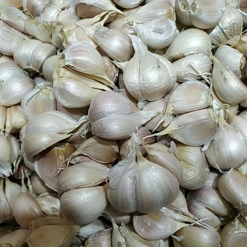

bawang putih kating
