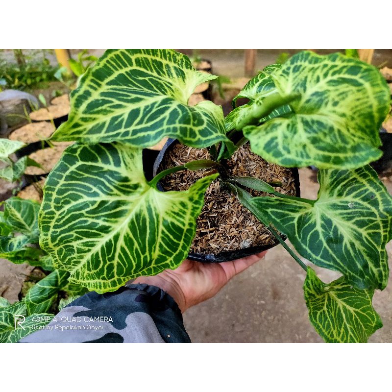 Syngonium Batik ORIGINAL