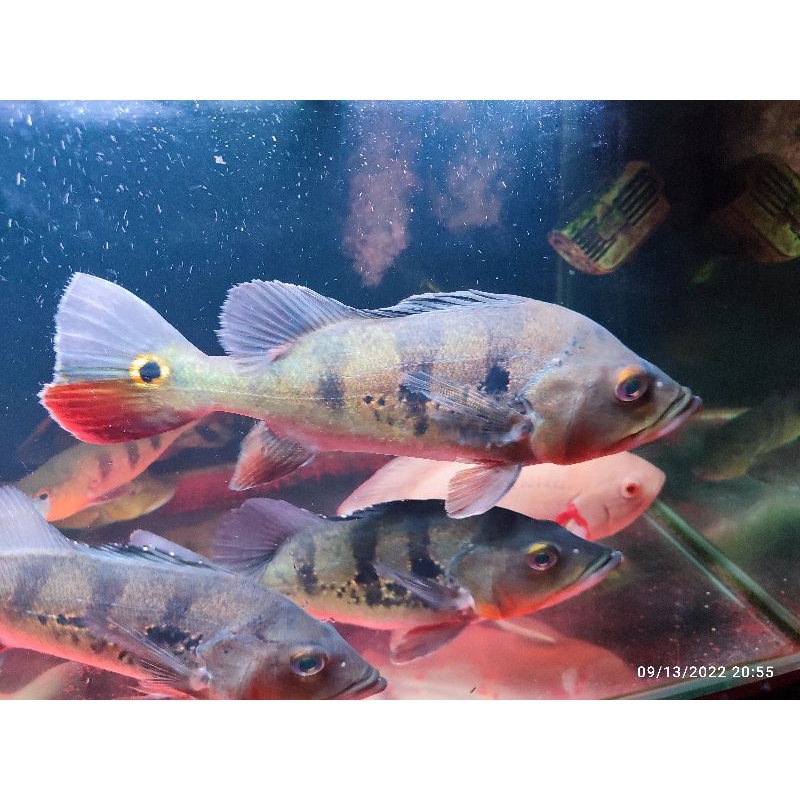 PBASS MONO SIZE 5-6CM GM