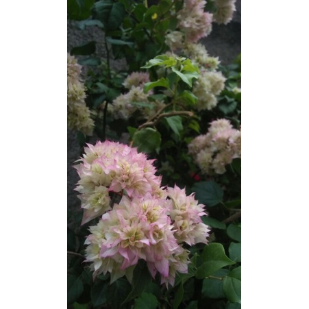 tanaman hias bougenville tumpuk hawai cherry blossom