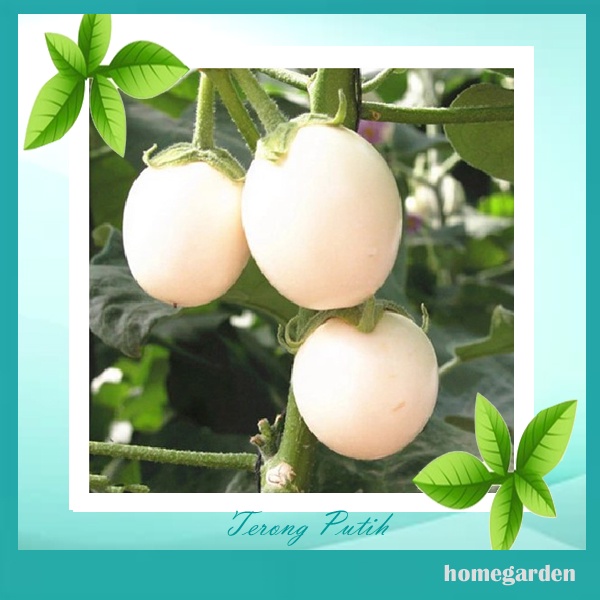 Bibit Terong Putih Benih Terong Benih Tanaman Sayuran