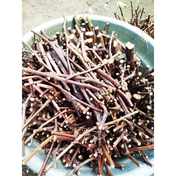 Cutting anggur red master