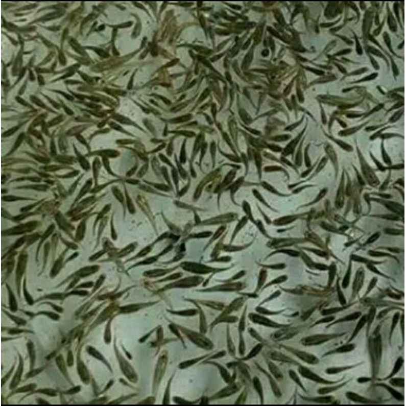 Ikan Cere Sungai Pakan Ikan Predator