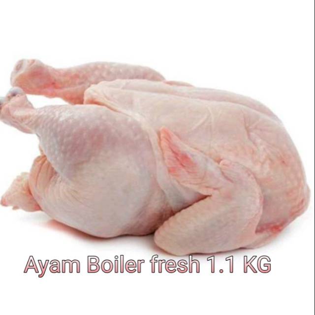 

OFF tidak Jual ayam