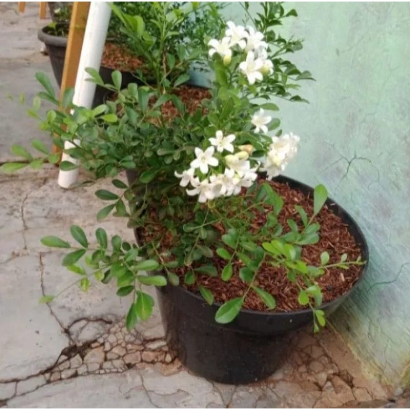 kemuning mikro daun kecil bunga wangi semerbak bahan bonsai